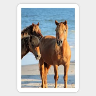 Assateague Beach Ponies Series - 01 Sticker